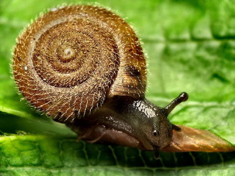 petit escargot 4mm sur fraisier.jpg